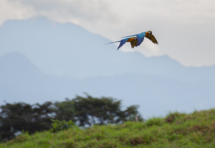 Macaw flying in an open landscape