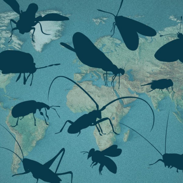 graphic of insects overlaying world map