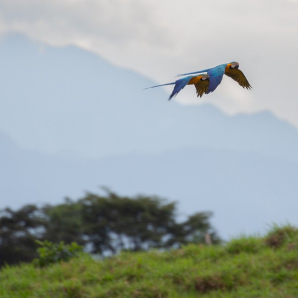 Macaw flying in an open landscape